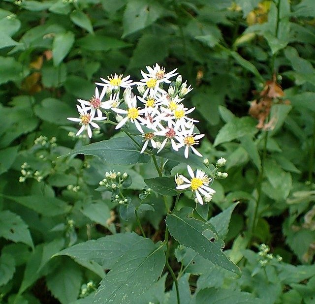 white woodland aster