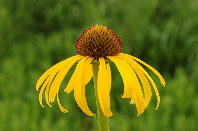 Anne Frank Tree in Liberty Park